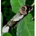 The Giant Swallowtail Papilio cresphontes pupae